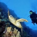 turtle_hawksbill_pan_v_0015_egy0063.jpg